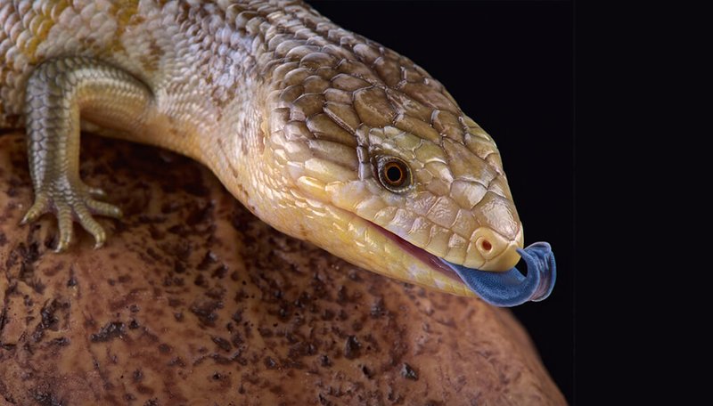 Common Myths And Facts About The Blue-Tongue Skink