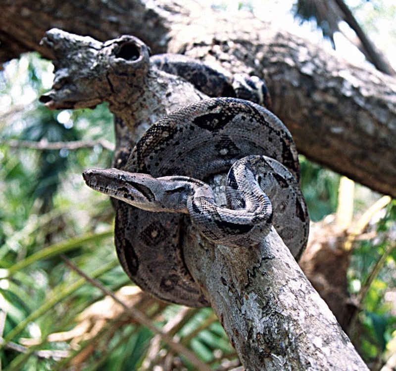 Common Myths And Facts About The Boa Constrictor