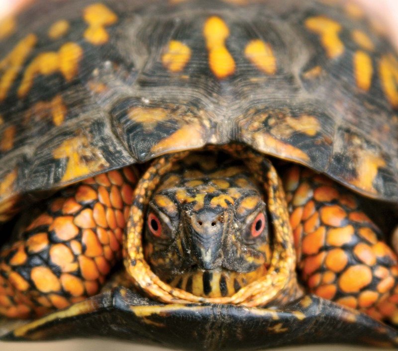 Common Myths And Facts About The Box Turtle