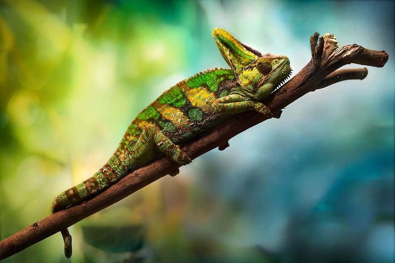 Common Myths And Facts About The Chameleon