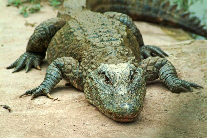 Common Myths And Facts About The Chinese Alligator