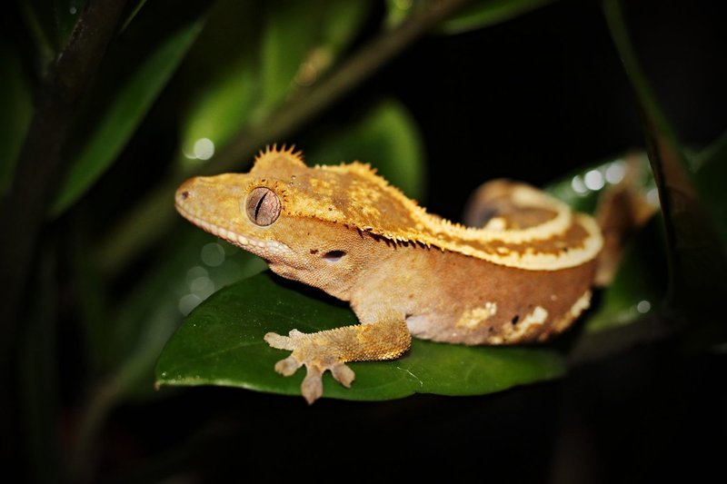 Common Myths And Facts About The Crested Gecko