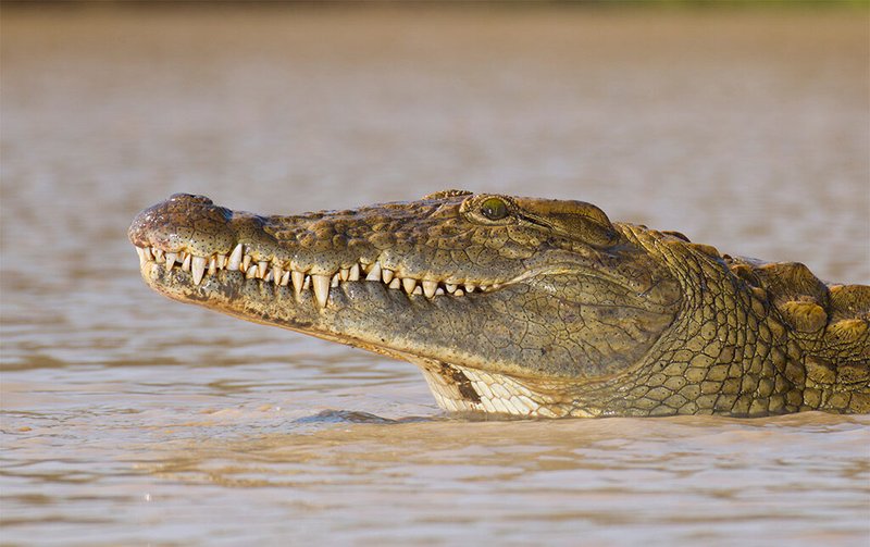 Common Myths And Facts About The Crocodile