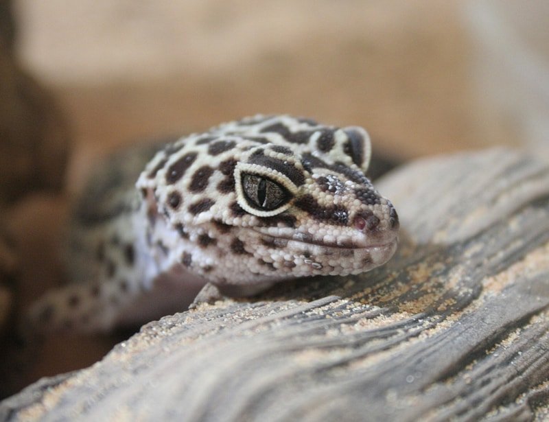 Common Myths And Facts About The Gecko