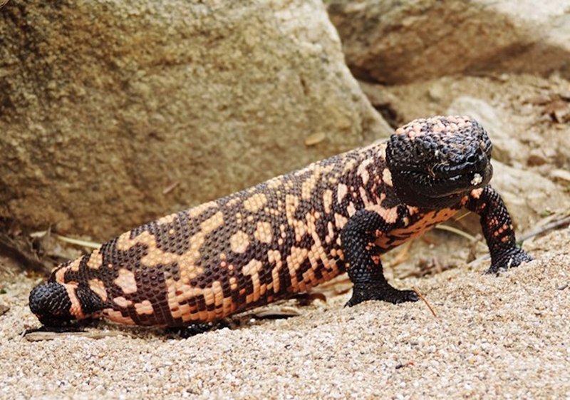 Common Myths And Facts About The Gila Monster