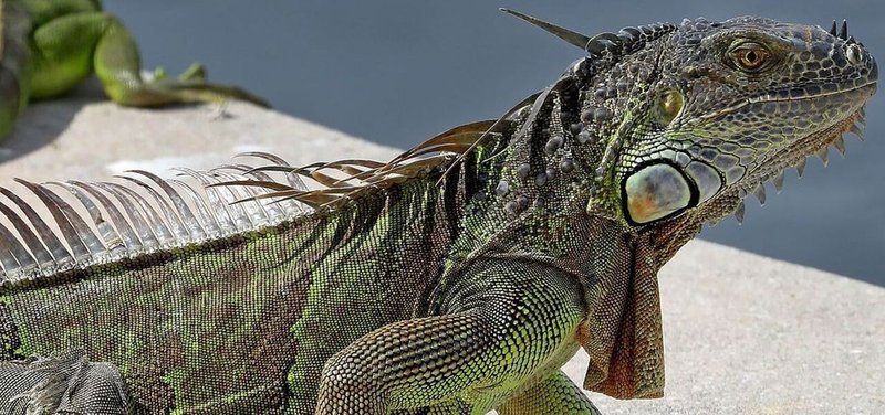 Common Myths And Facts About The Iguana