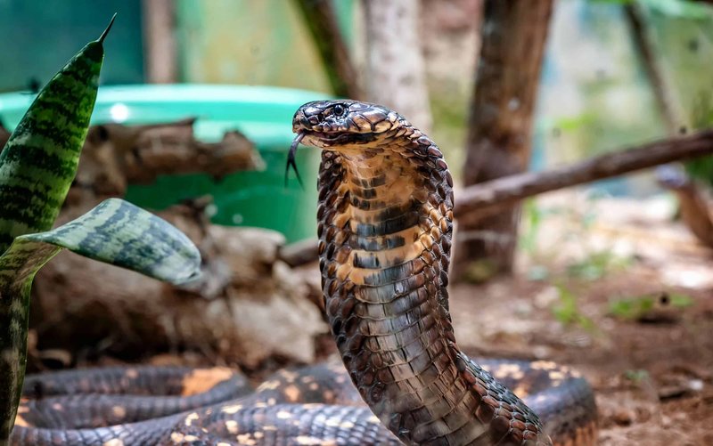 Common Myths And Facts About The King Cobra