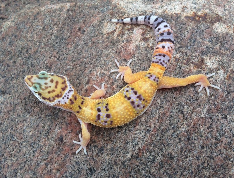 Common Myths And Facts About The Leopard Gecko