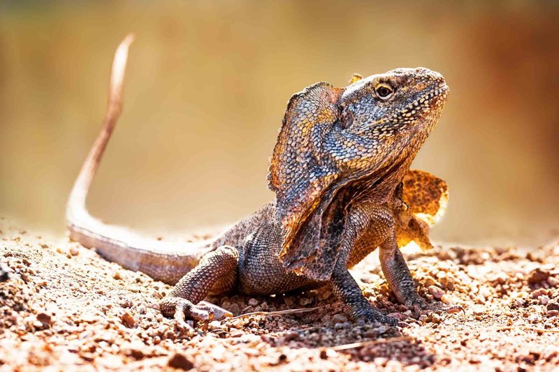 Common Myths And Facts About The Lizard