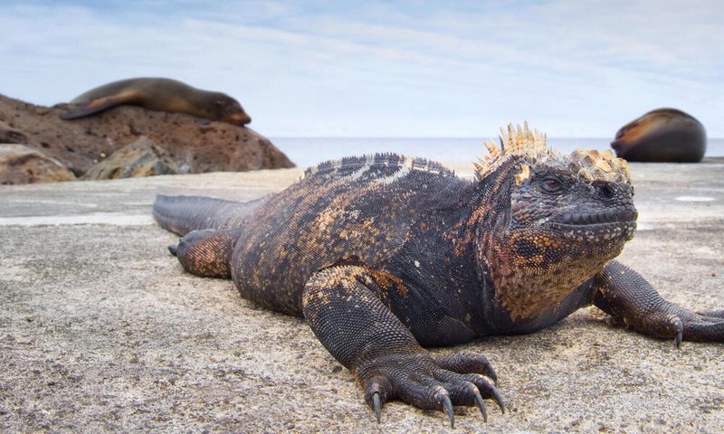 Common Myths And Facts About The Marine Iguana