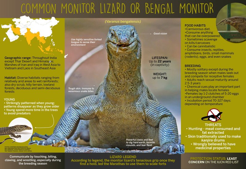 Common Myths And Facts About The Monitor Lizard