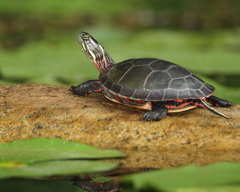 Common Myths And Facts About The Painted Turtle
