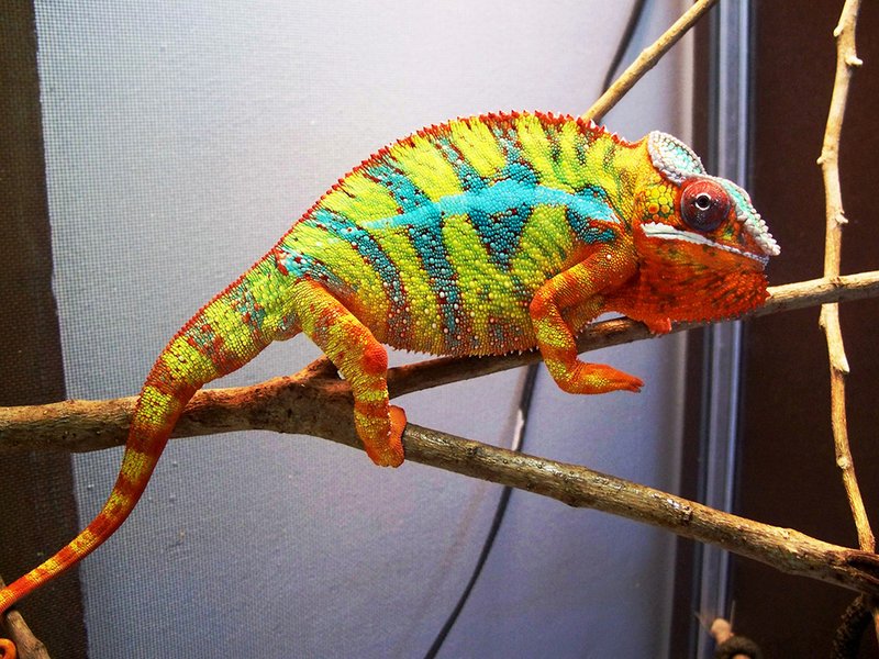 Common Myths And Facts About The Panther Chameleon