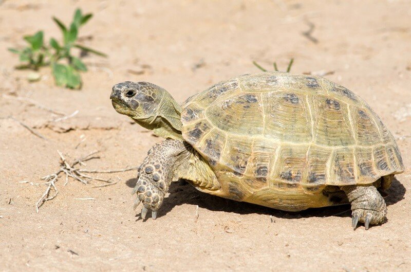 Common Myths And Facts About The Russian Tortoise