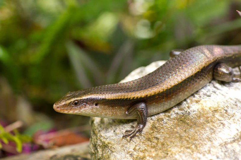 Common Myths And Facts About The Skink