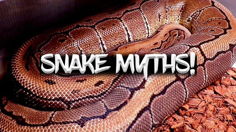 Common Myths And Facts About The Snake