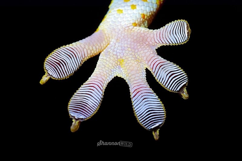 Common Myths And Facts About The Tokay Gecko