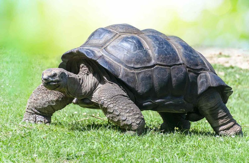 Common Myths And Facts About The Tortoise