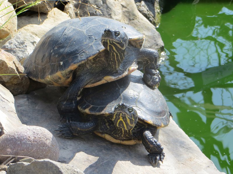 Common Myths And Facts About The Turtle