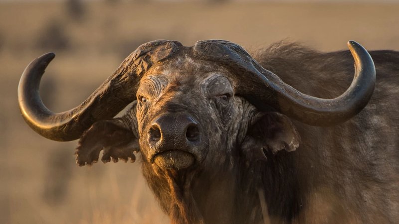 Common Myths And Misconceptions About The African Buffalo
