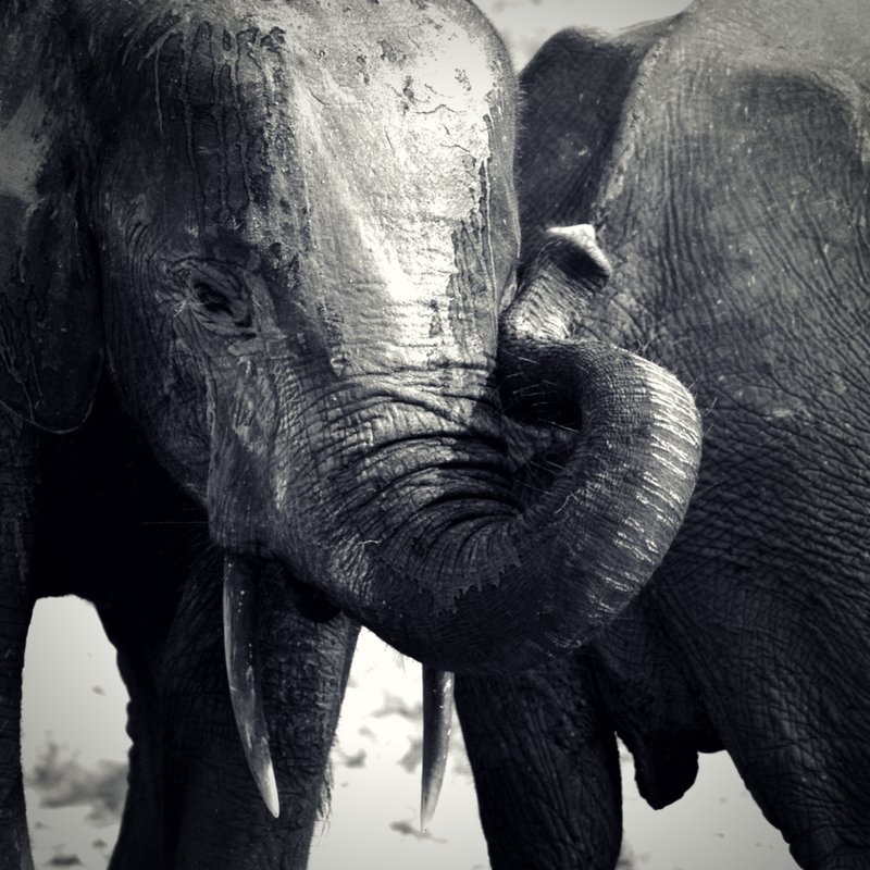 Common Myths And Misconceptions About The African Elephant