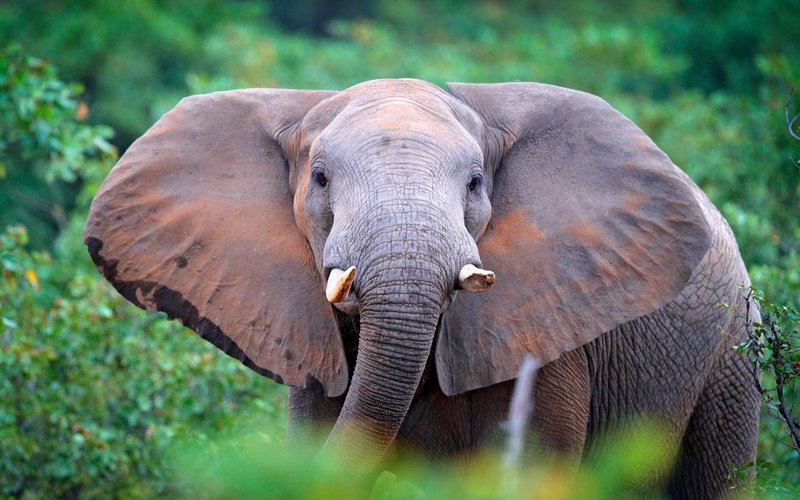 Common Myths And Misconceptions About The African Forest Elephant