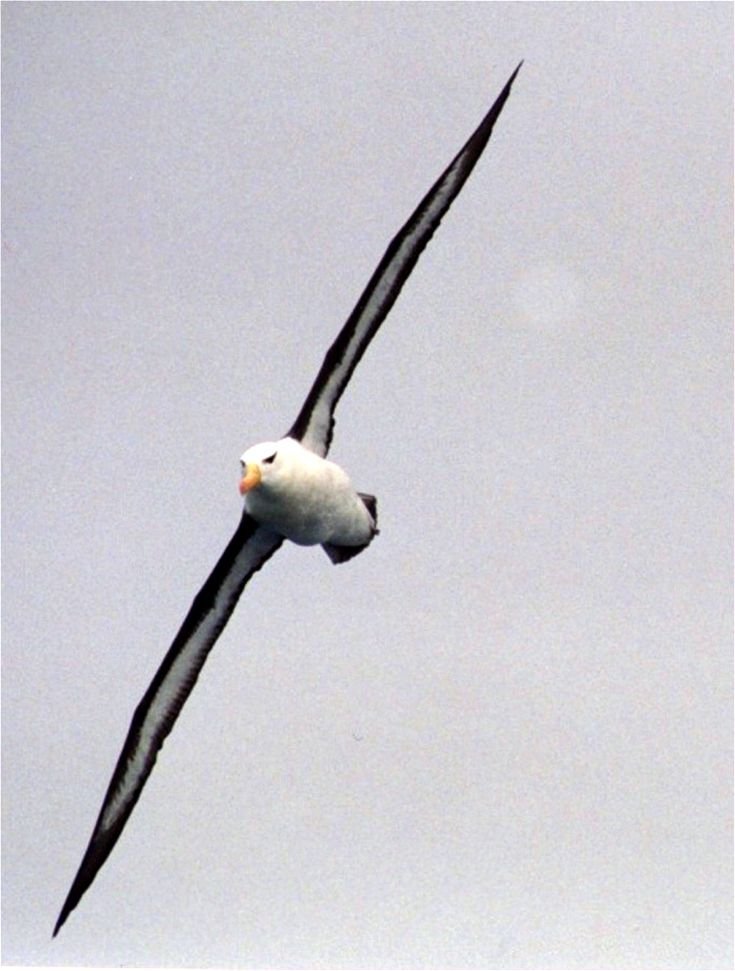 Common Myths And Misconceptions About The Albatross