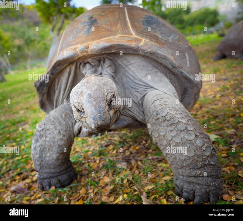 Common Myths And Misconceptions About The Aldabra Giant Tortoise