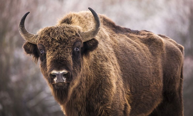 Common Myths And Misconceptions About The American Bison