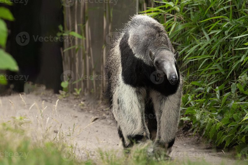 Common Myths And Misconceptions About The Anteater