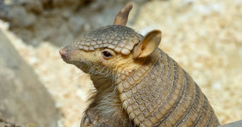 Common Myths And Misconceptions About The Armadillo
