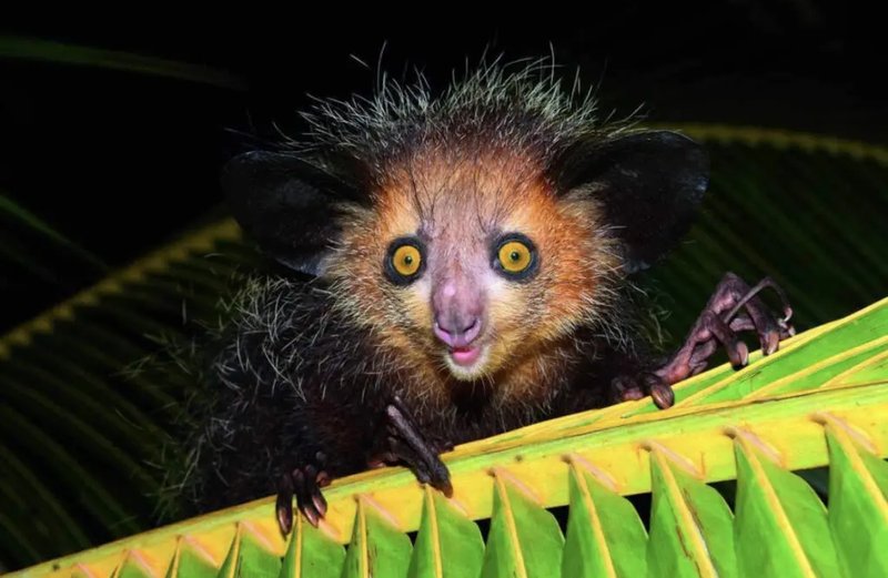 Common Myths And Misconceptions About The Aye-Aye