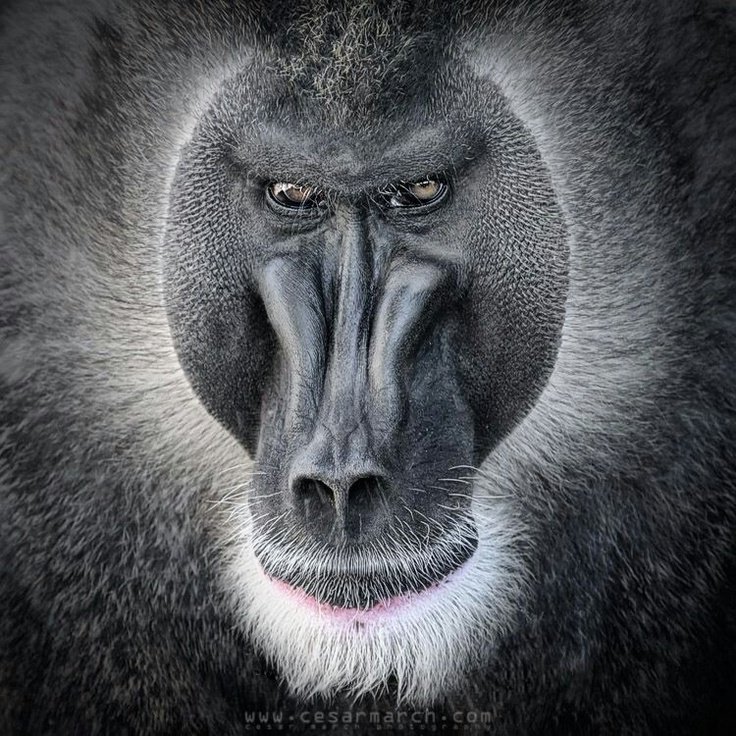 Common Myths And Misconceptions About The Baboon