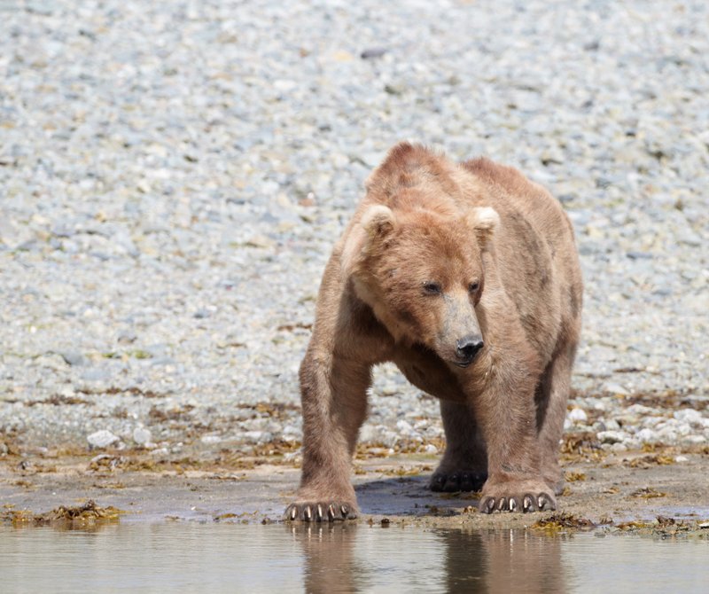 Common Myths And Misconceptions About The Bear