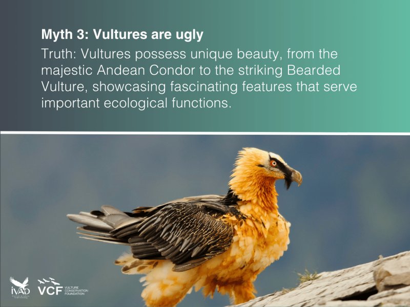Common Myths And Misconceptions About The Bearded Vulture