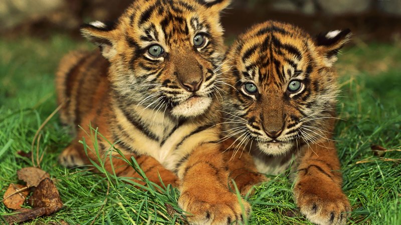 Common Myths And Misconceptions About The Bengal Tiger