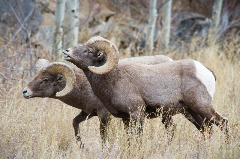 Common Myths And Misconceptions About The Bighorn Sheep