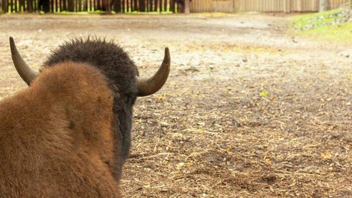 Common Myths And Misconceptions About The Bison