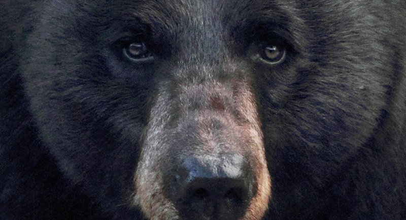 Common Myths And Misconceptions About The Black Bear