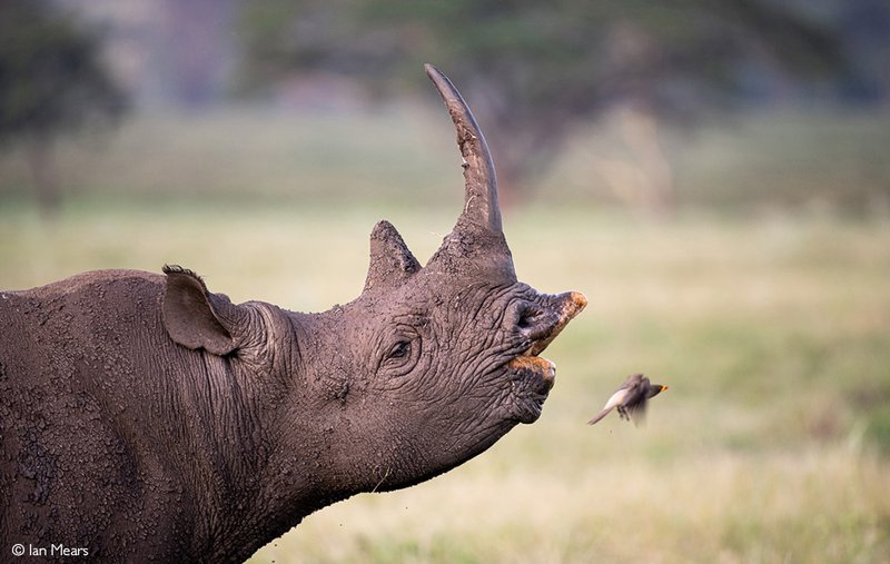 Common Myths And Misconceptions About The Black Rhinoceros
