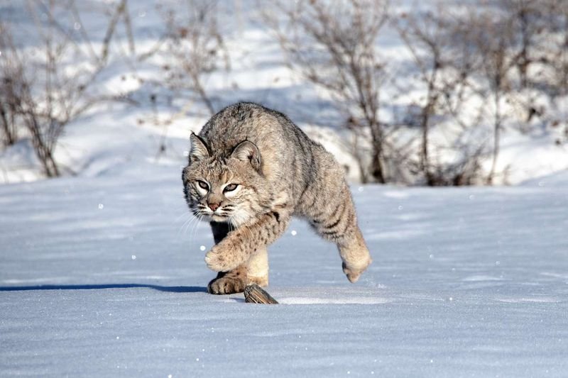 Common Myths And Misconceptions About The Bobcat