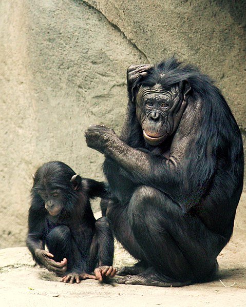 Common Myths And Misconceptions About The Bonobo