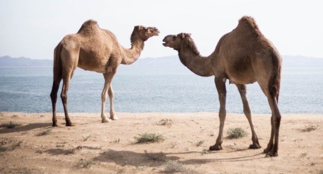 Common Myths And Misconceptions About The Camel