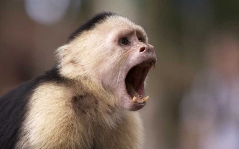 Common Myths And Misconceptions About The Capuchin Monkey