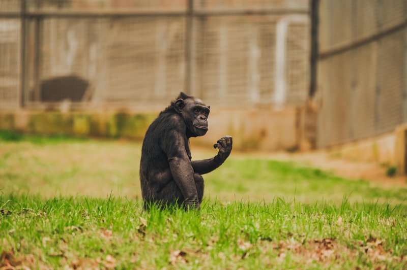 Common Myths And Misconceptions About The Chimpanzee