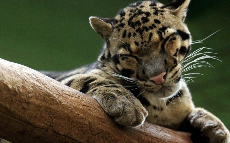 Common Myths And Misconceptions About The Clouded Leopard