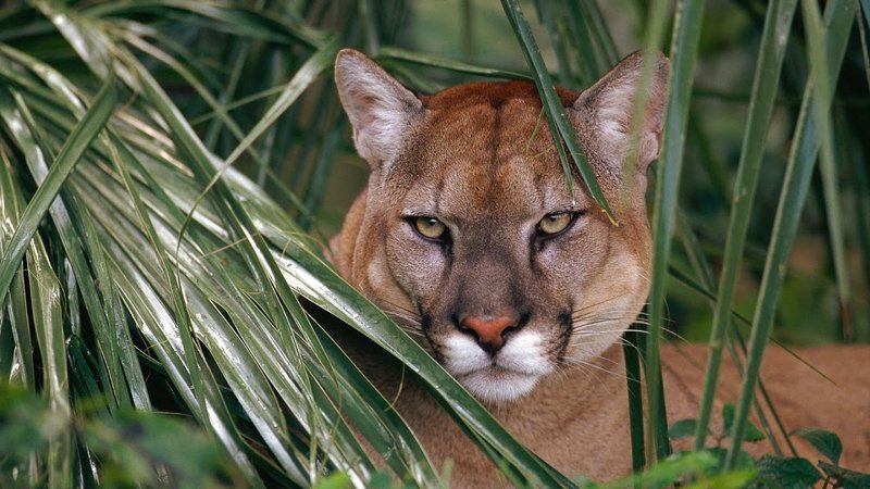 Common Myths And Misconceptions About The Cougar