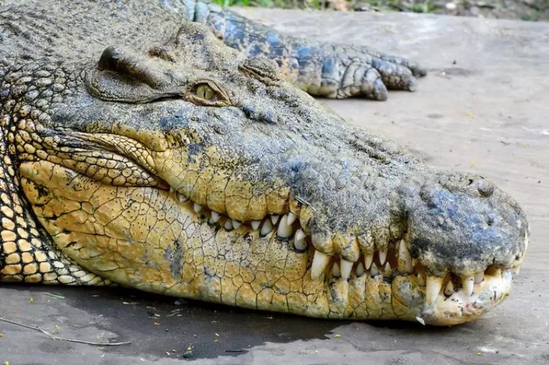 Common Myths And Misconceptions About The Crocodile