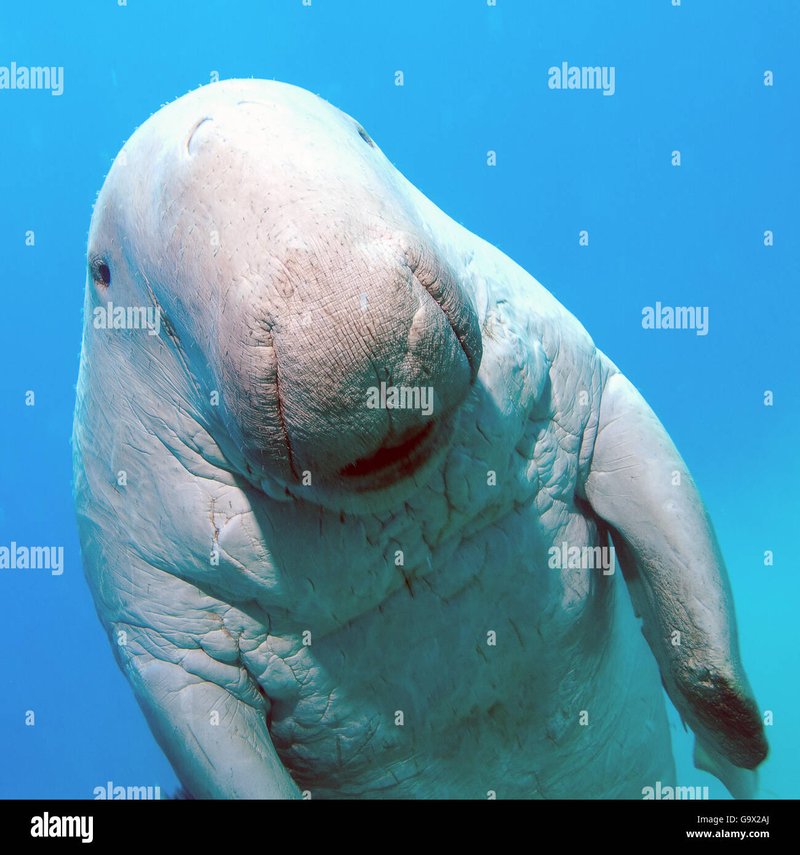 Common Myths And Misconceptions About The Dugong