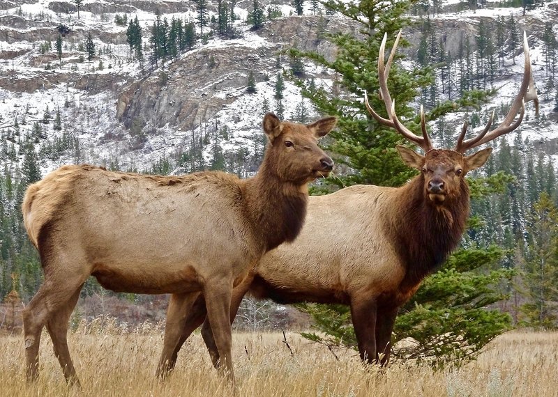 Common Myths And Misconceptions About The Elk